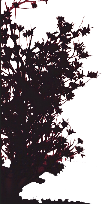 Une image contenant plante, ciel, arbre, branche

Description g�n�r�e automatiquement